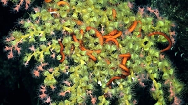 Vea la mágica belleza de dos nuevos arrecifes de coral de aguas profundas descubiertos frente a las Islas Galápagos