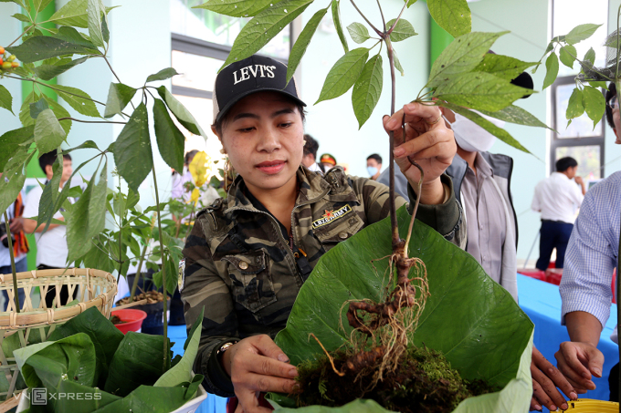 Một cây sâm Ngọc Linh có giá hàng chục triệu đồng. Ảnh: Đắc Thành