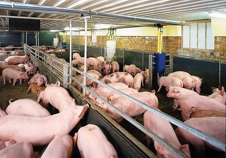 Prix ​​du porc au 1er octobre 2024 : légère baisse continue à l'échelle nationale