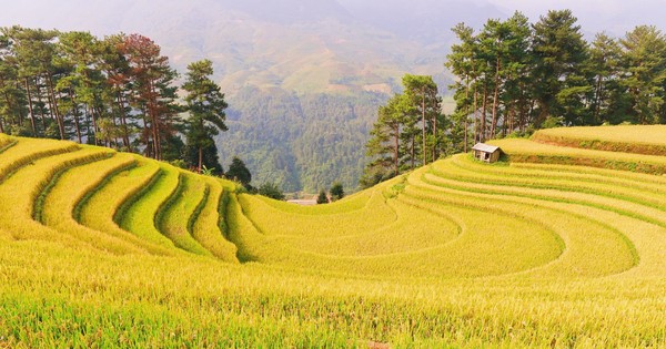 Brilliant yellow color on Mu Cang Chai terraced fields