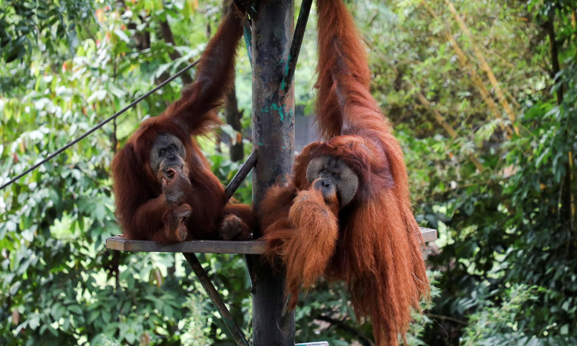 Đười ươi trong vườn thú ở Kuala Lumpur, Malaysia. Ảnh: Lim Huey Teng/Reuters