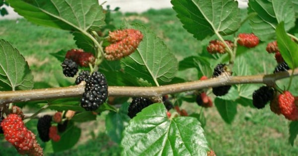 Korean experts develop new anti-cancer substance from mulberry root