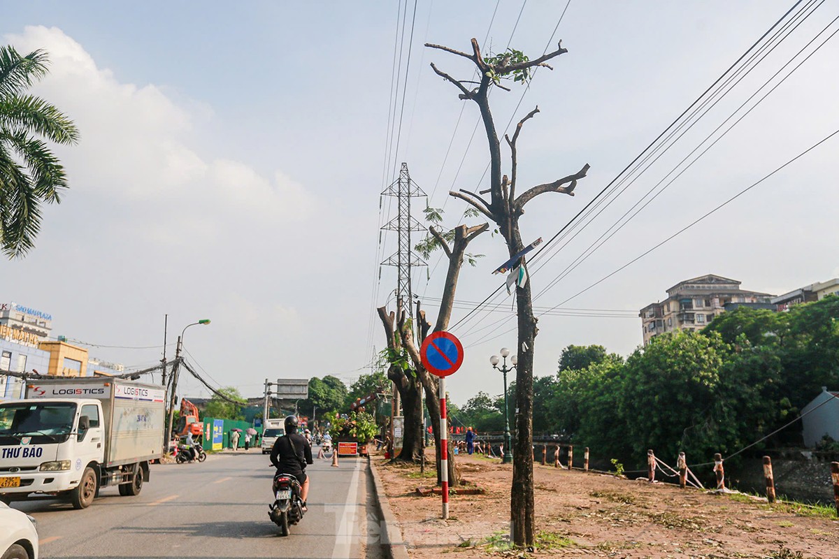 ¿Por qué se talaron casi 200 árboles a lo largo de la calle Tam Trinh? foto 7