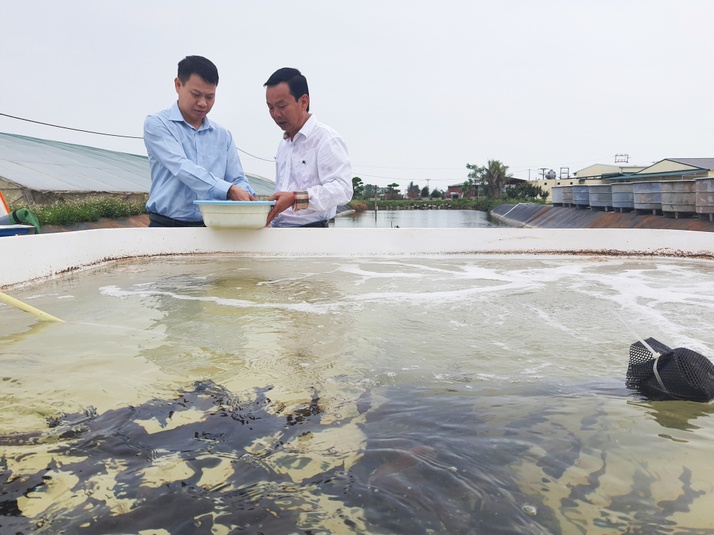 Fischsaatproduktion bei der Phuong Anh Company Limited (Mong Cai City).