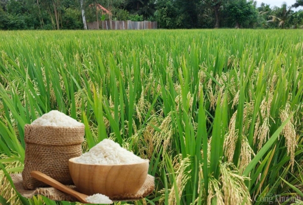 El arroz gira y se mueve ligeramente.