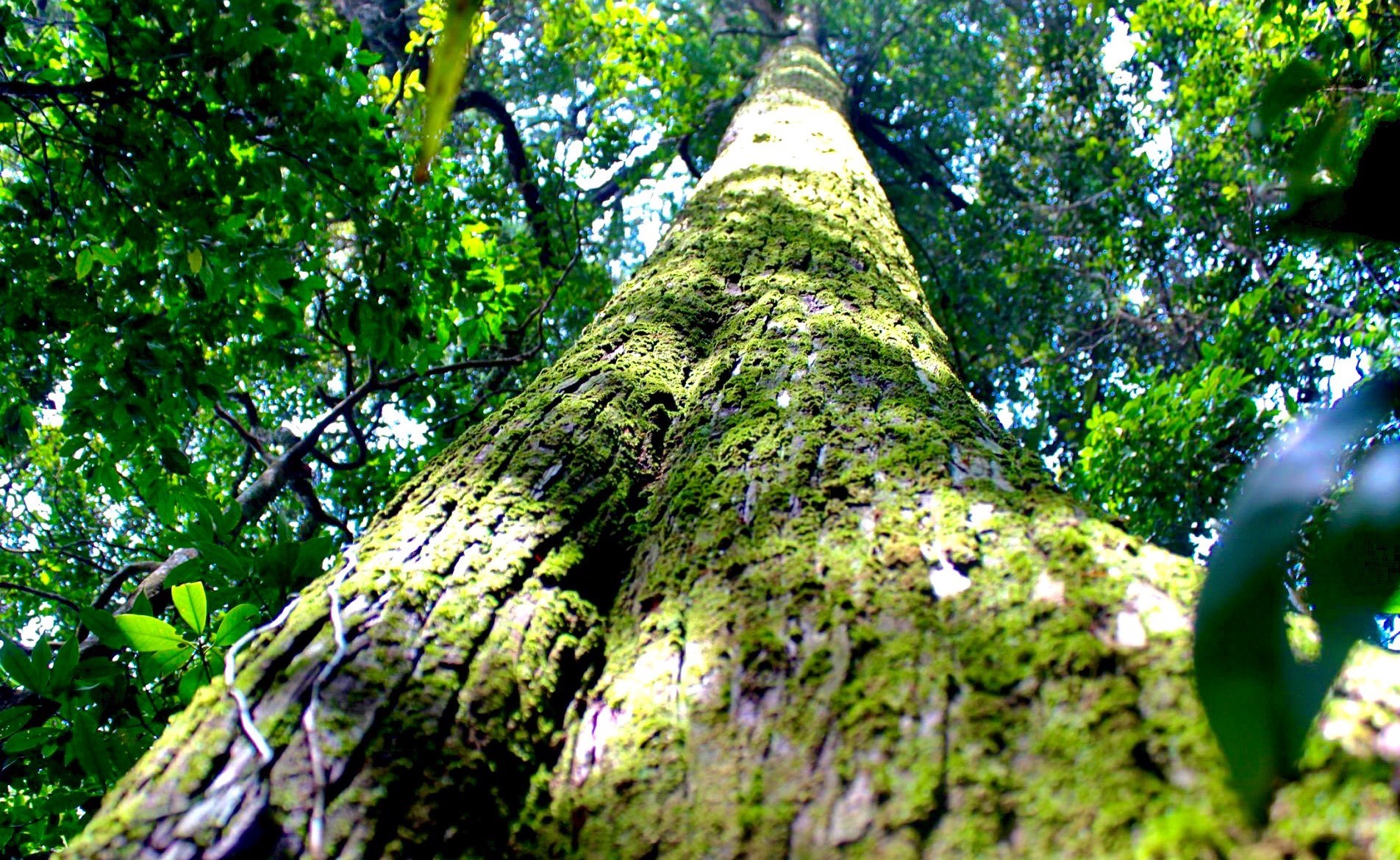 Ranger journey into the forest to set camera traps in Pu Huong Nature Reserve photo 3