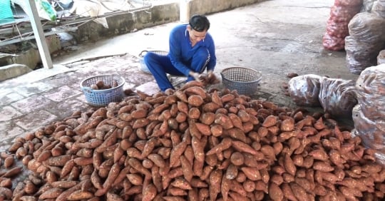 Japanese purple sweet potato price increases, growers profit 400,000 VND/quintal