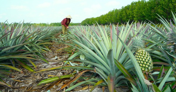 Growing thorny fruit on salty land, farmers in Ca Mau reap "sweet fruit"