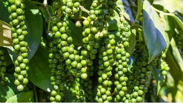 Pepper exports to the Chinese market are expected to increase sharply in early 2025.