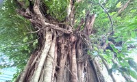 Two hundred-year-old trees standing embracing each other have just been recognized as 'heritage trees' in Binh Duong.