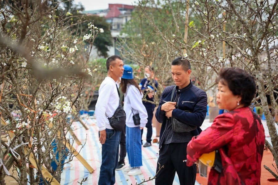 Hoa lê rừng 'xuống phố' sau Tết Nguyên đán, giá chục triệu vẫn hút khách ảnh 3