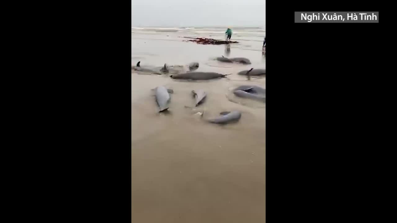 Fishermen caught a huge haul of fish