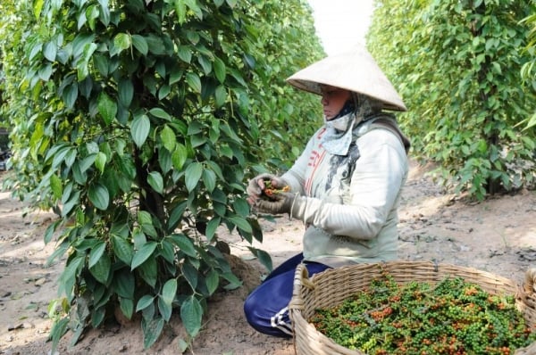 L’Asie est le plus grand marché d’exportation de poivre du Vietnam.