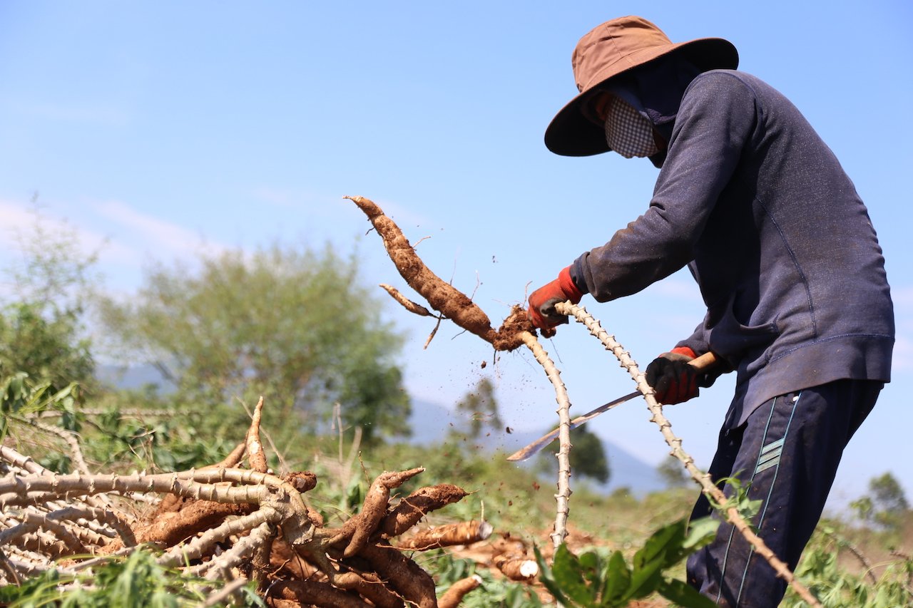 Trung Quốc đánh giá một loại tinh bột của Việt Nam đang thua sản phẩm của Thái Lan ở hai yếu tố- Ảnh 1.