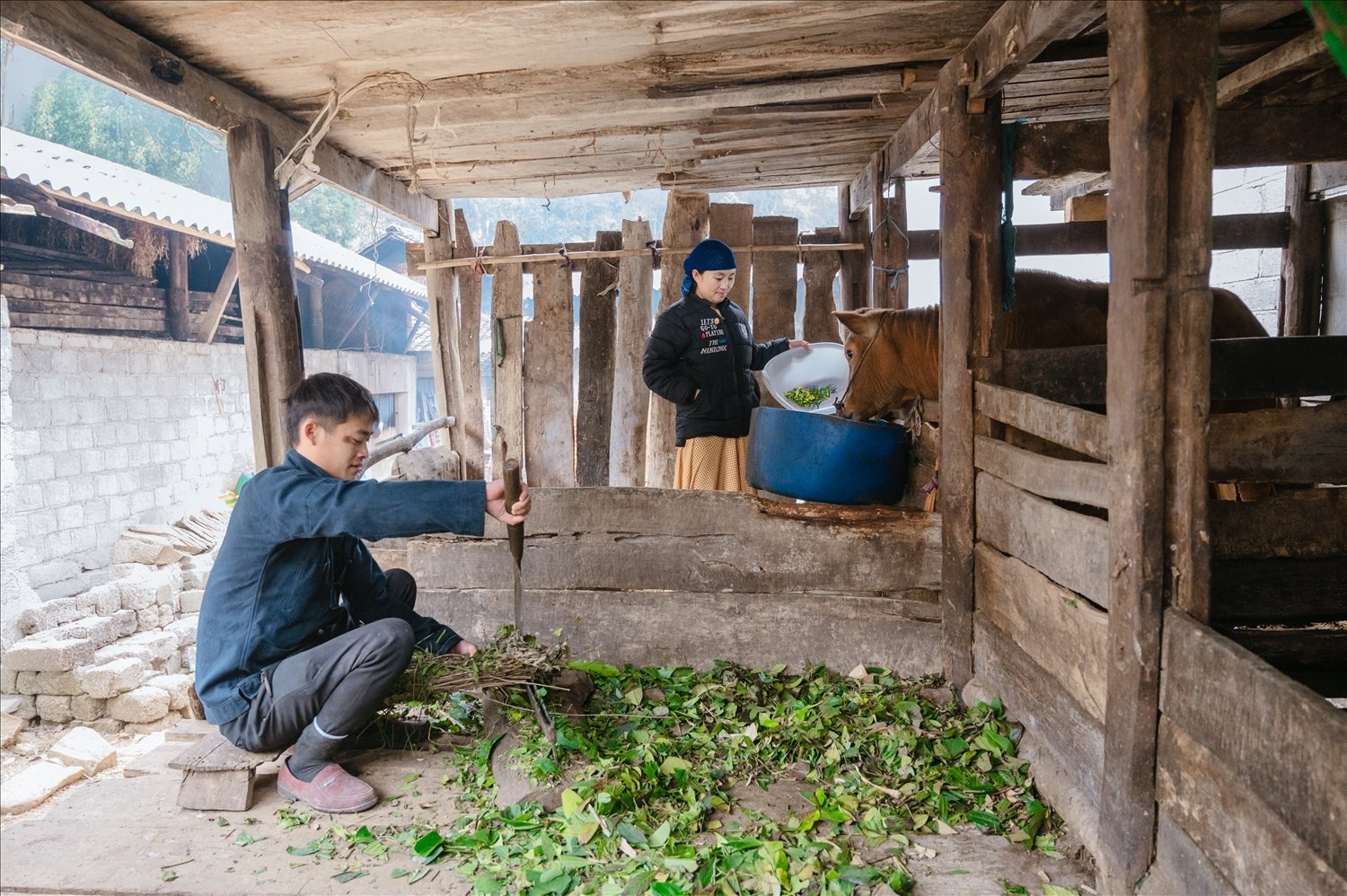 Không chỉ được hỗ trợ kinh phí xây dựng nhà ở, gia đình anh Lầu Mí Nô còn được nhà nước hỗ trợ kinh phí để chăn nuôi bò sinh sản