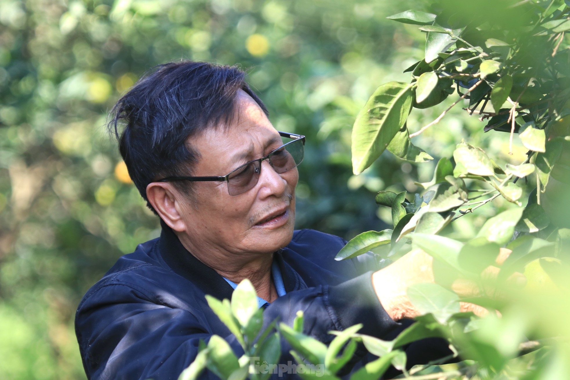 Old farmer from Nghe An reveals secret to prevent specialty oranges from falling off photo 4