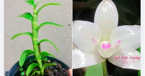 The truth about the information about the billion-dollar mutant orchid price fever again