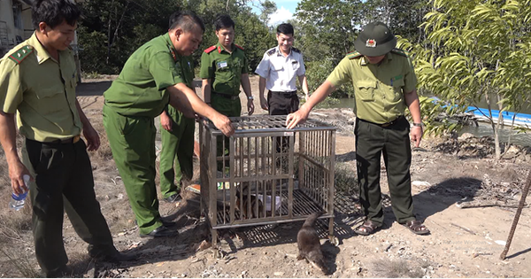 Hai con rái cá-2 con động vật hoang dã bắt cá tài số 1, có trong sách Đỏ vừa thả vô rừng Đồng Nai