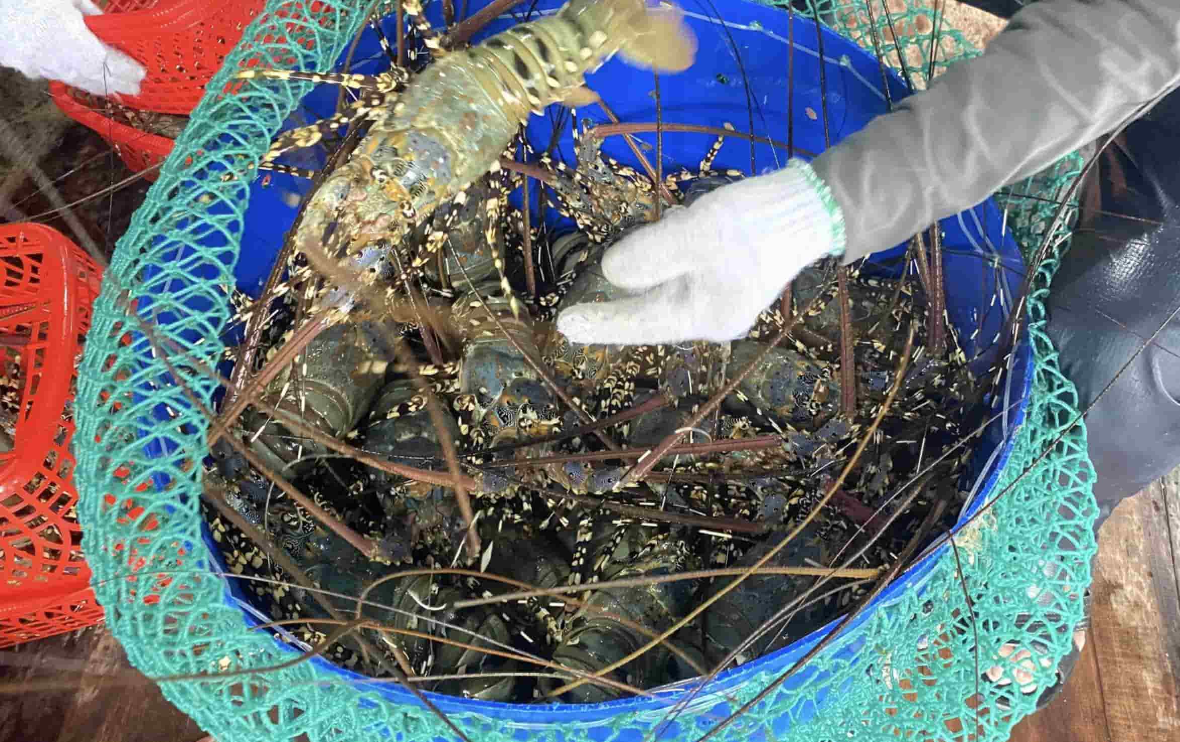 China has now changed its policy on purchasing farmed lobsters. Photo: Kim So