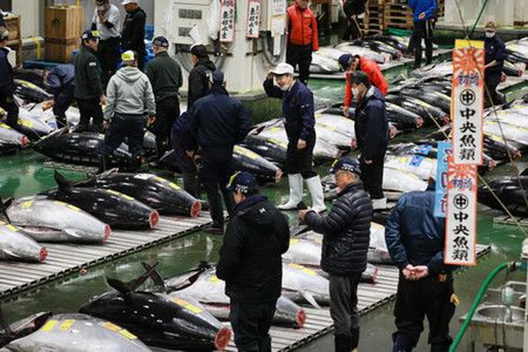 Subasta de atún de Año Nuevo en Japón. (Fuente: Kyodo)