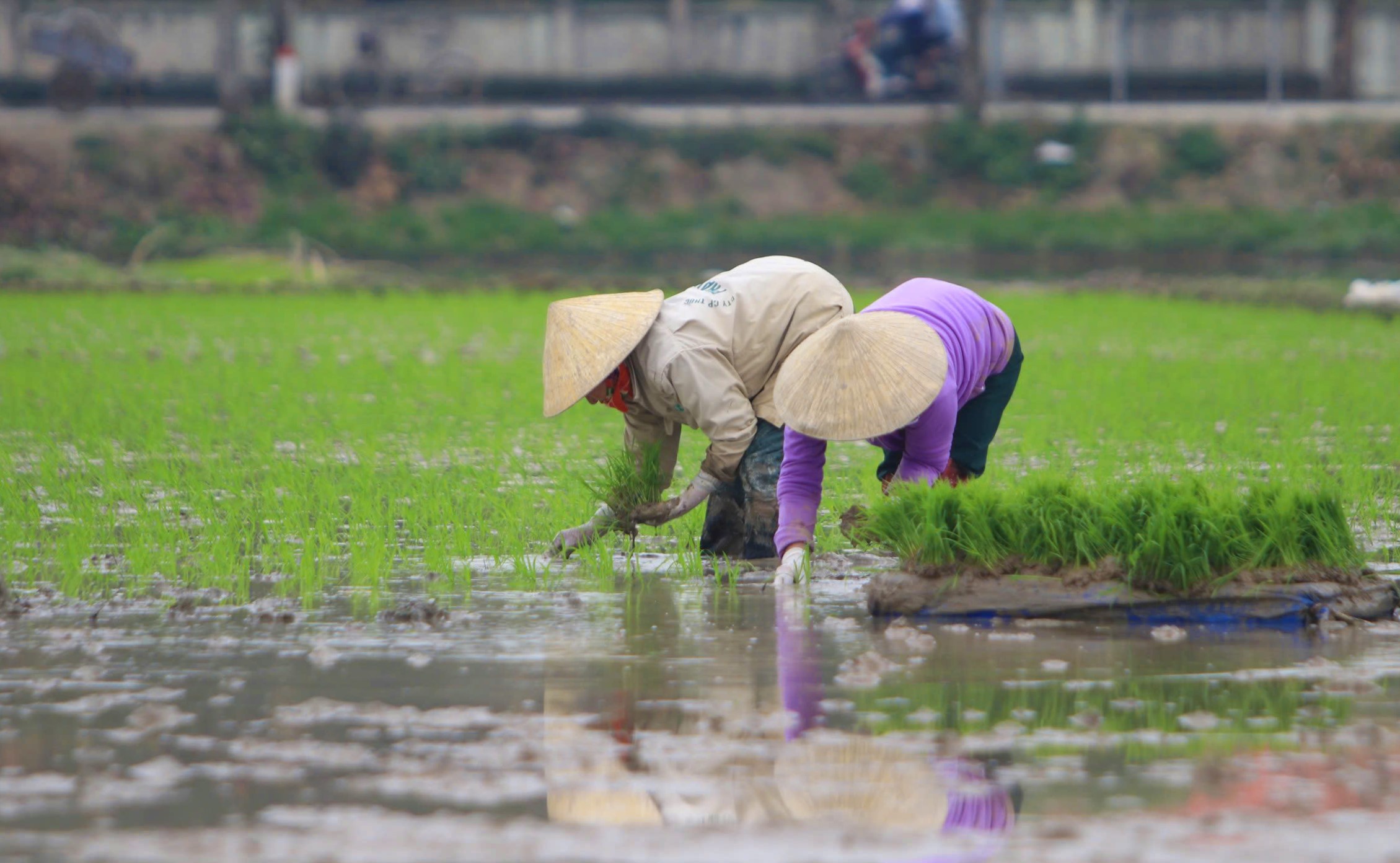 Thợ cấy còng lưng trên cánh đồng, cuối ngày chia nhau mỗi người nửa triệu, mệt mà vui vì có tiền sắm Tết - Ảnh 2.