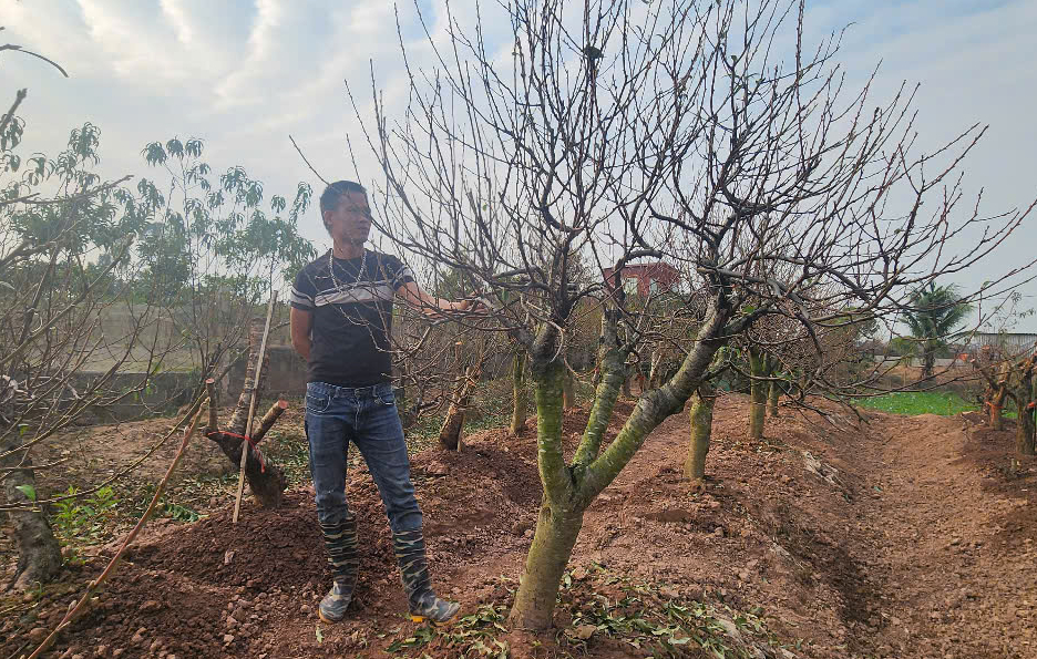 Vựa đào Thái Bình tất bật vào vụ Tết, thương lái đặt cả vườn- Ảnh 4.