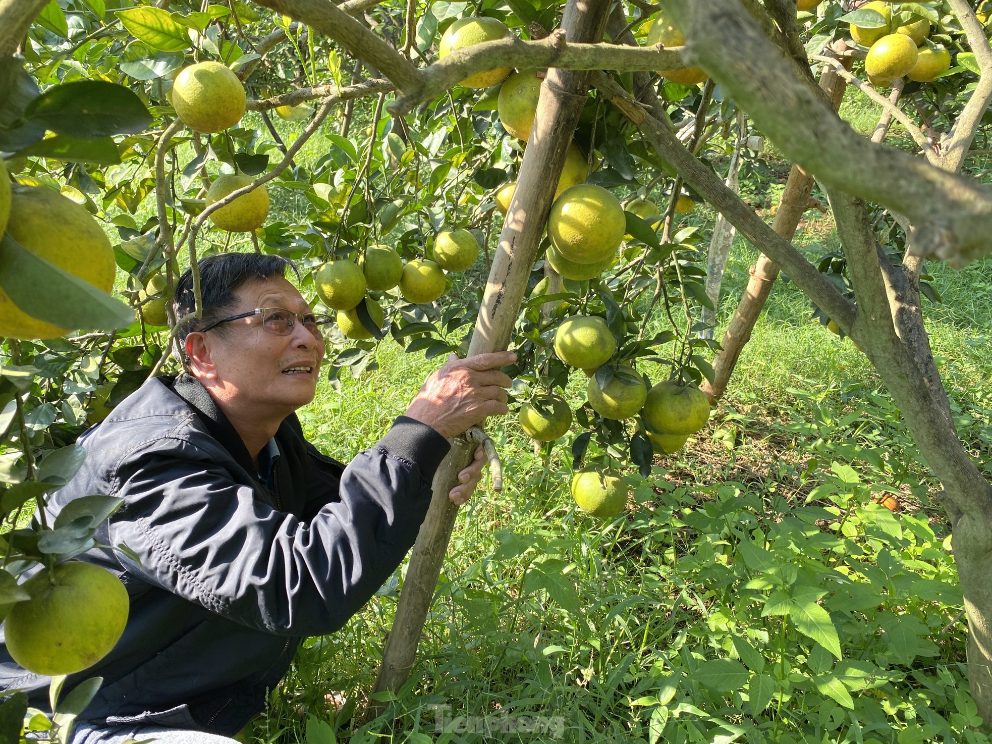 Old farmer from Nghe An reveals secret to prevent specialty oranges from falling off photo 5