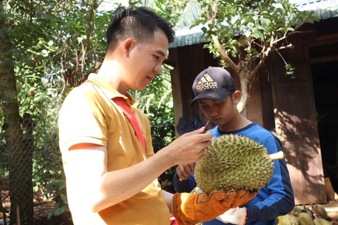 Lucha por elegir durian de calidad