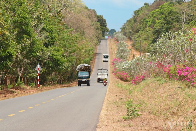 El misterio del camino de buganvillas de 25 km en medio de la selva en Dong Nai foto 4