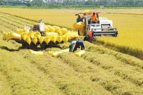 Manejar con severidad los casos de especulación ilegal y de aumento de los precios del arroz