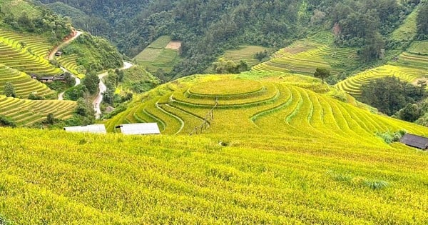 Brillante Mu Cang Chai en la temporada de arroz maduro