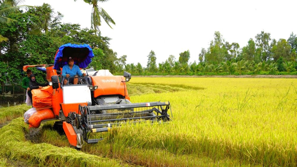 Les agriculteurs de Soc Trang se concentrent sur la récolte du riz été-automne 2024. Photo : Phuong Anh