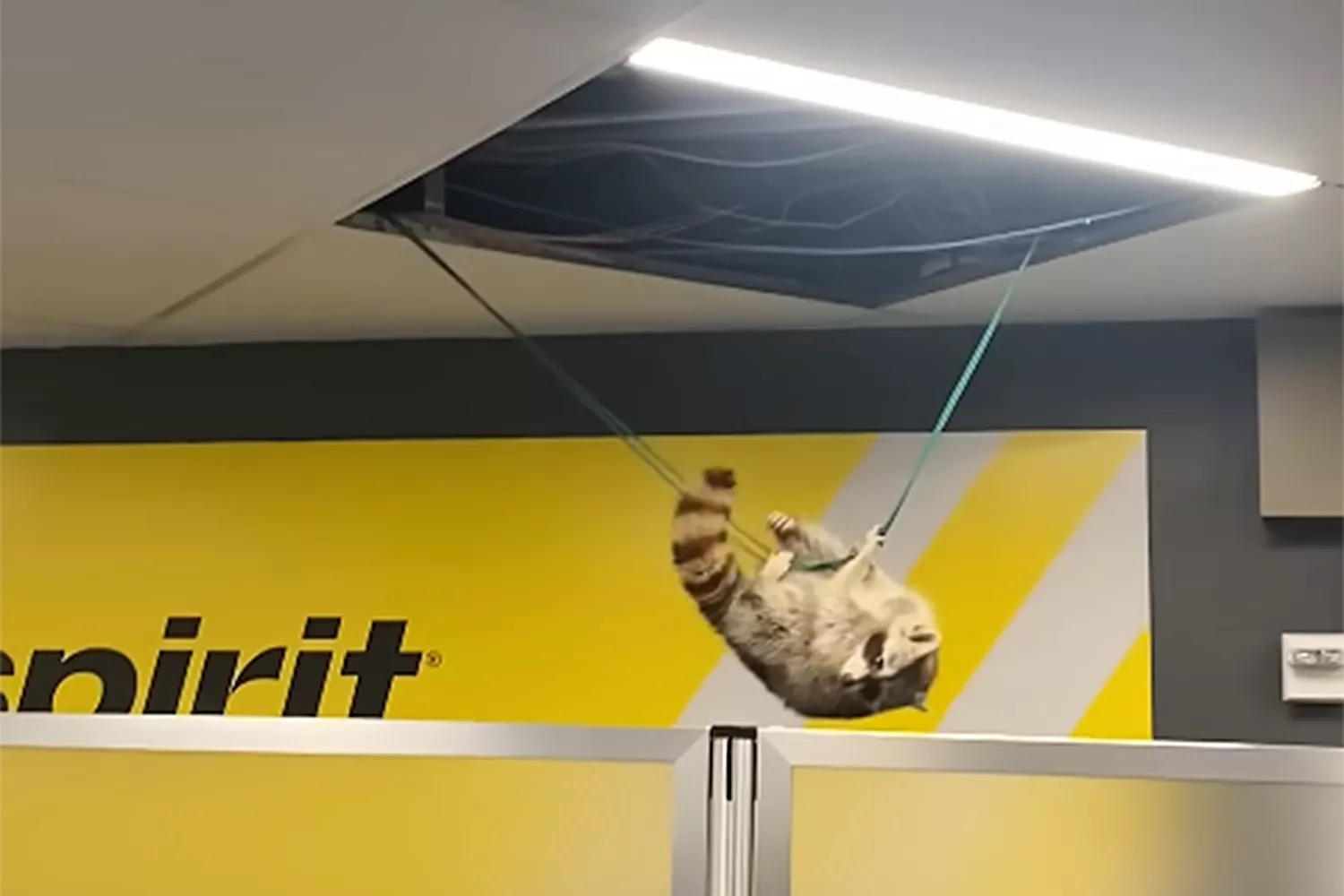 El gato saltó del techo al aeropuerto y fue lanzado en círculos, foto 1