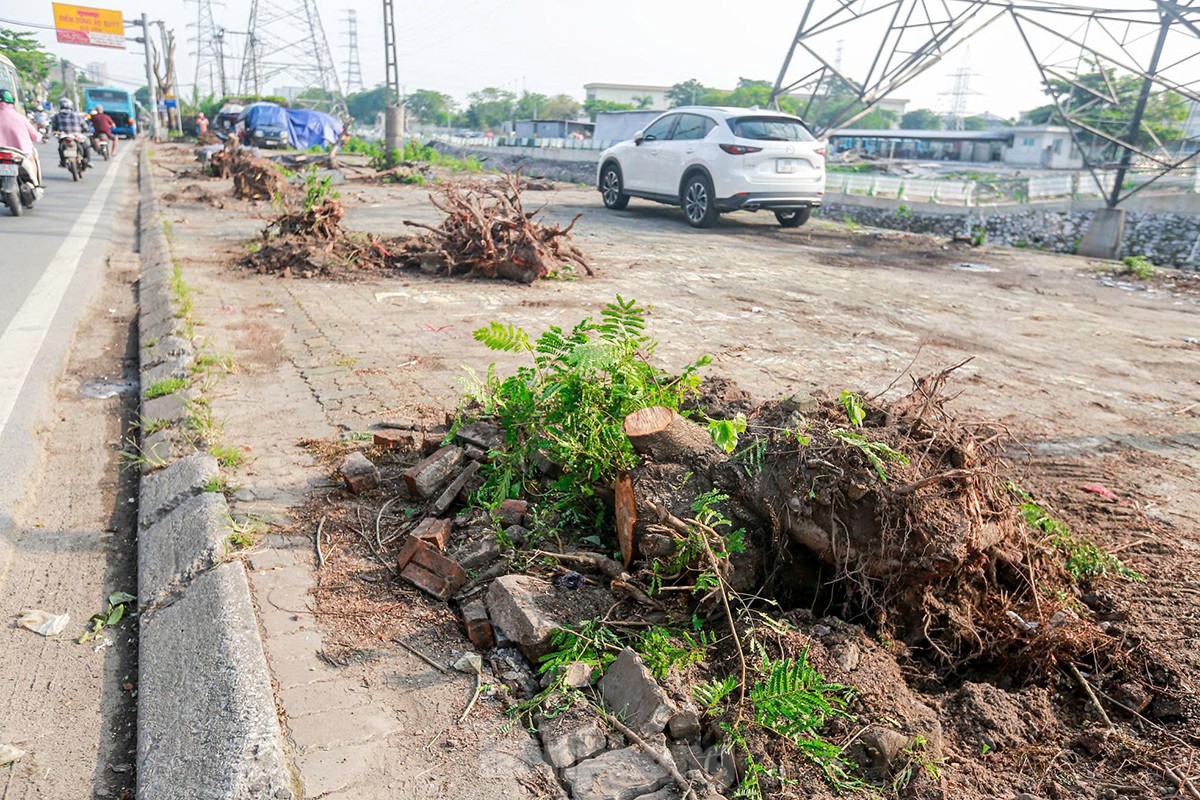 ¿Por qué se talaron casi 200 árboles a lo largo de la calle Tam Trinh? foto 11