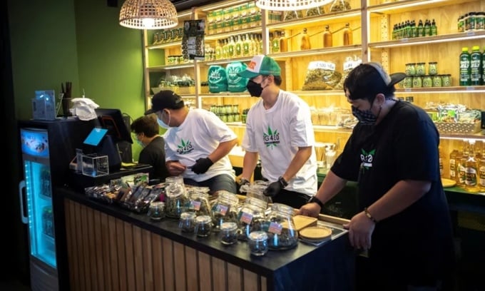 Employees at a business on Khaosan Road in Bangkok prepare marijuana for sale. Photo: Reuters