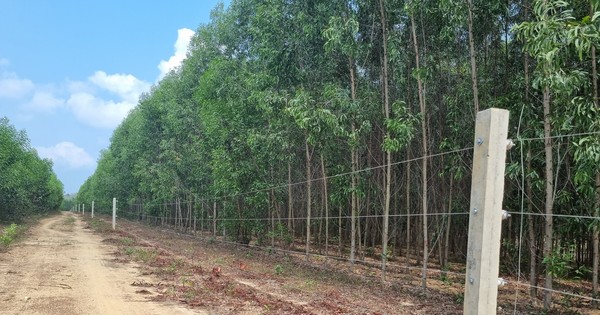 Elefante salvaje 'rompe' un árbol para construir un puente y escapar de una cerca eléctrica