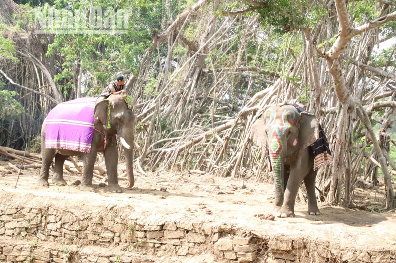 [Photo] ท่องเที่ยวเป็นมิตรกับช้าง ภาพที่ 3