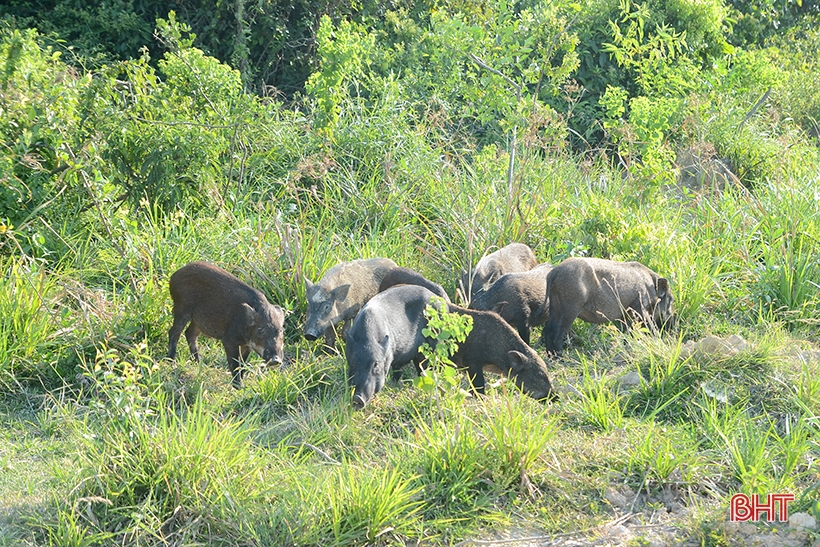 9X Nghi Xuan recupera tierras montañosas para criar cientos de jabalíes