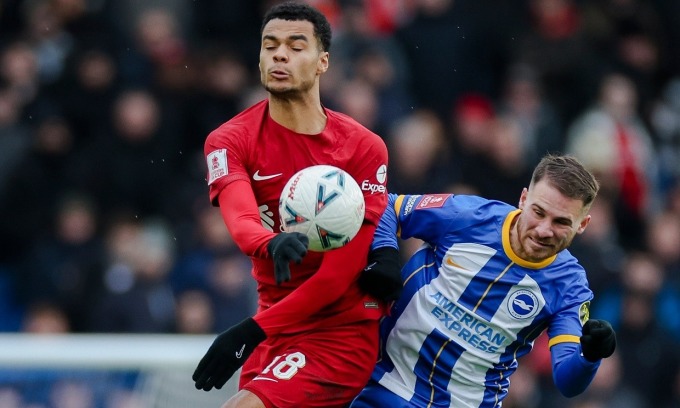 Mac Allister dispute le ballon aérien à Gakpo lors de la victoire 2-1 de Brighton contre Liverpool au quatrième tour de la FA Cup en janvier. Photo : The Times