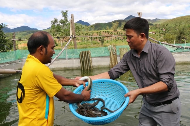 Nuôi thành công loại cá đặc sản thịt ăn bổ như 