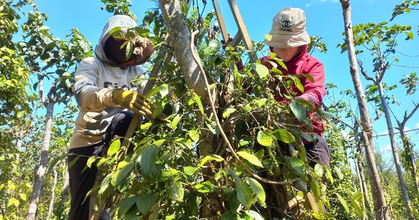 Nhà vườn Gia Lai chạy đôn chạy đáo tìm nhân công thu hoạch tiêu