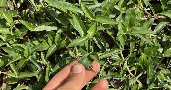 Les mauvaises herbes poussent partout, mais peu de gens savent qu’elles sont bonnes pour le foie et les articulations.