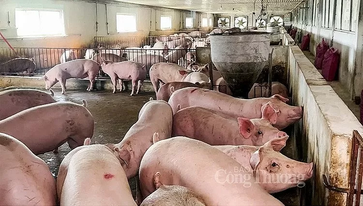 Giá heo hơi hôm nay ngày 30/7/2024: Đi ngang cao nhất 66.000 đồng/kg