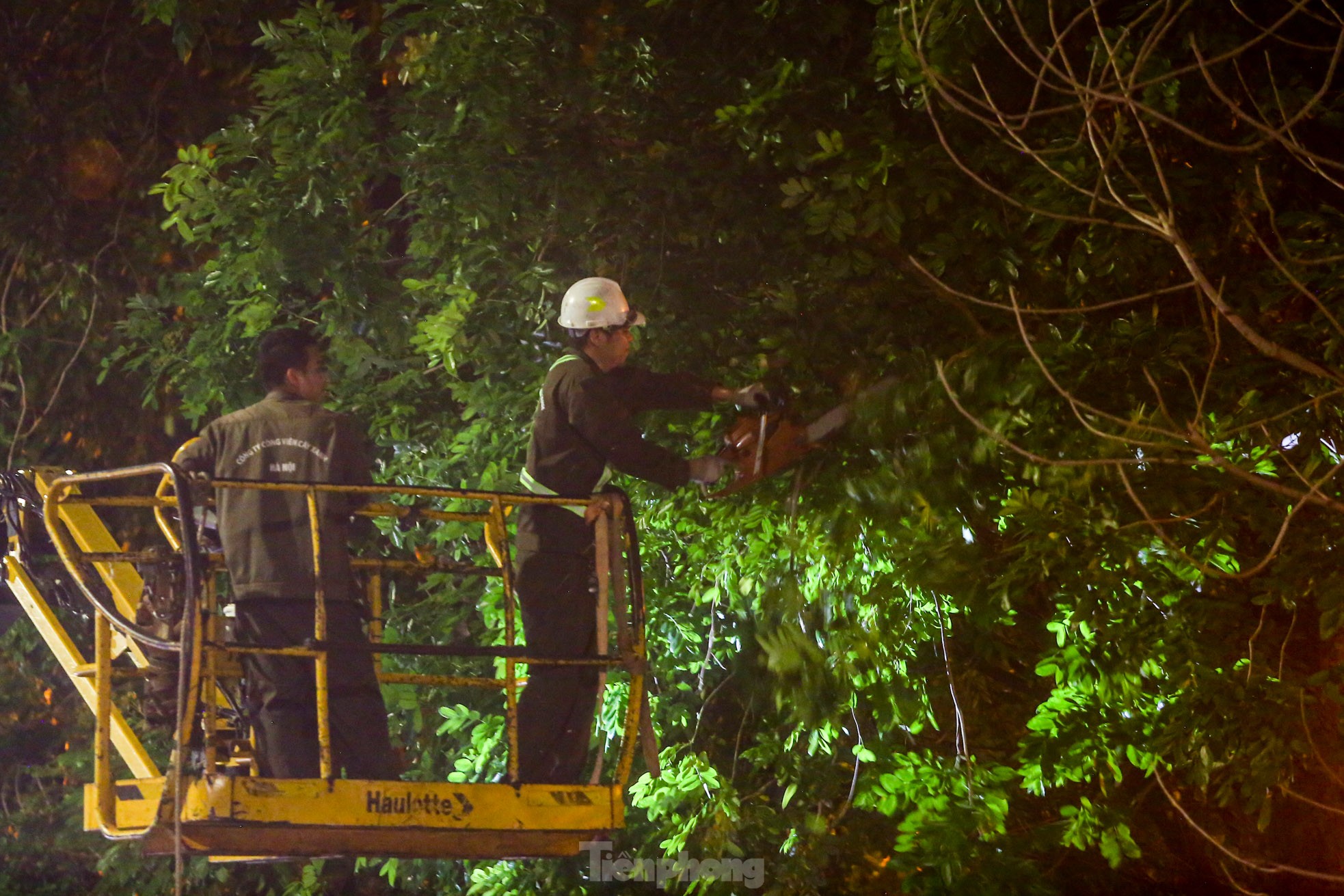 Pruning the hundred-year-old rosewood trees on Lang Street overnight, photo 7