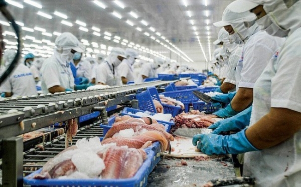 Pangasius-Exporte werden im Jahr 2023 etwa 1,7 Milliarden USD erreichen