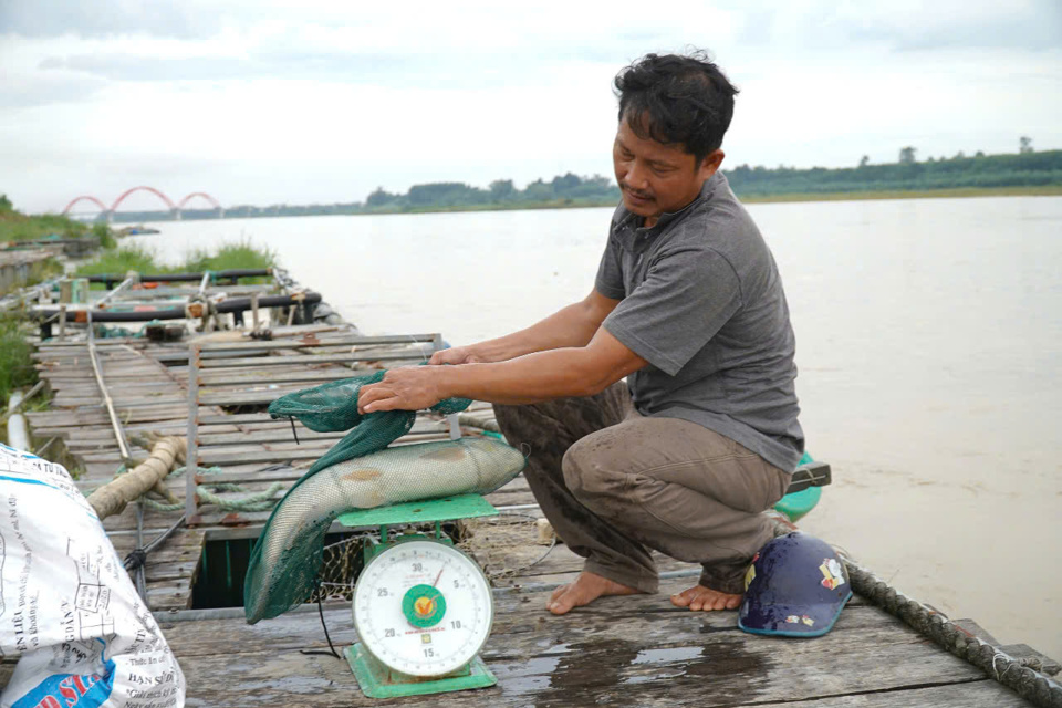 Aquaculture intercalaire en cages et en radeaux sur la rivière Tra Khuc.