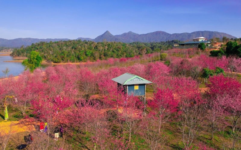 Today, January 11, the cherry blossom festival in Dien Bien officially opened. Image 1