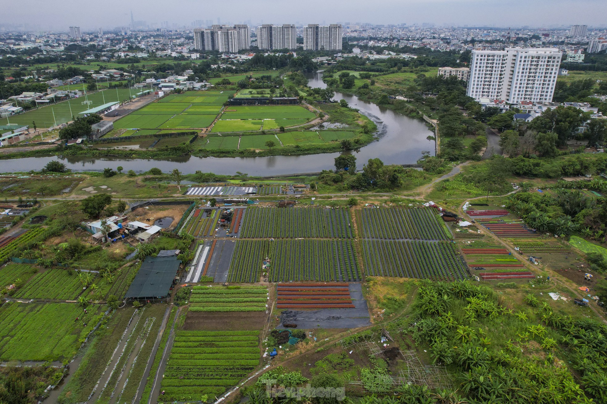 El pueblo de flores del Tet más grande de la ciudad de Ho Chi Minh está 'distorsionado' por el clima foto 9