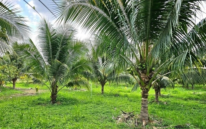 La finca de cocos es verde desde la raíz hasta la copa del árbol cuando hace frío. Foto: Arquitecto.