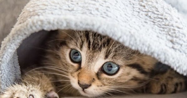 Beim Küssen und Schlafen mit Haustieren kann es leicht zum Verschlucken von Spulwurmeiern bei Hunden und Katzen kommen.